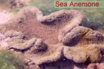 Sea Anemone