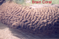 Brain Coral