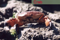 Crab