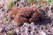 Ghost Crab