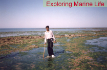 Man - Exploring Marine Life