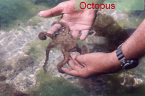 Octopus