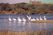 Palican