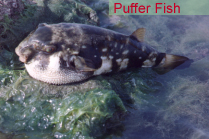 Puffer Fish