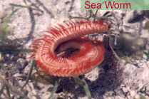 Sea Worm